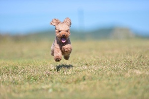 飛行犬！！